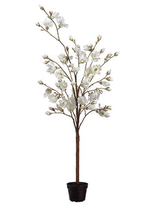 83" Magnolia Tree in Pot  White (pack of 1)