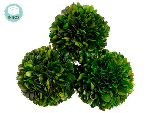4.3"D Preserved Boxwood Ball (3 ea/acetate box) Green (pack of 6)