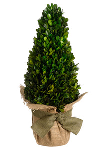 16.5" Preserved Boxwood Topiary in Terra Cotta Burlap Pot Green (pack of 4)