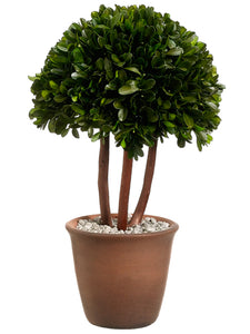 13.25" Preserved Boxwood Topiary in Terra Cotta Pot Green (pack of 2)