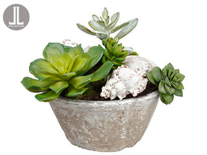 7" Shell/Succulent/Moss in Clay Pot Green Beige (pack of 4)