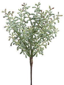 8.5" Sedum Pick  Green Frosted (pack of 12)