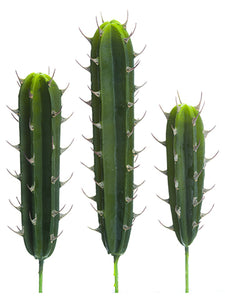 12.5"-17.5" Soft Peruvian Cactus (3 Assoted/set) Green (pack of 12)