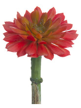 Load image into Gallery viewer, Tomato