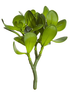 8.5" Jade Plant Plant  Two Tone Green (pack of 12)