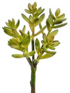 10" Sedum Pick  Green (pack of 12)
