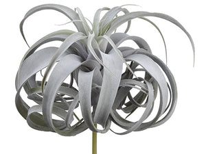 12" Tillandsia Pick With 24 Leaves Green Gray (pack of 4)
