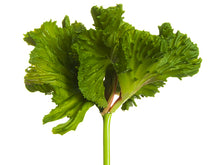 Load image into Gallery viewer, Green