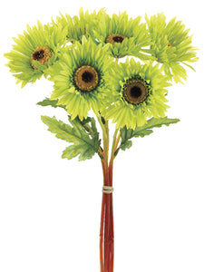 12" African Daisy Bundle x6  Green (pack of 12)