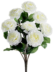19" Camellia Bush x8  White (pack of 12)