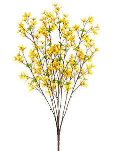32" Forsythia Bush x8  Yellow (pack of 12)