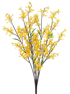 28.5" Forsythia Bush x5  Yellow (pack of 12)