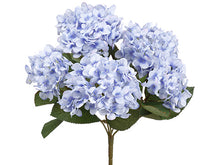 Load image into Gallery viewer, Delphinium Blue