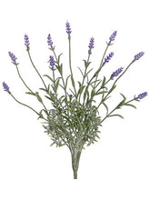 Load image into Gallery viewer, Lavender