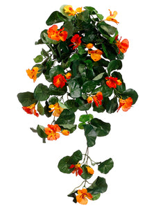30" Nasturtium Hanging Bush x9  Orange (pack of 12)