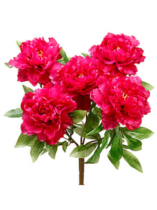 18" Peony Bush x5  Fuchsia (pack of 6)