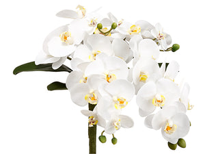 13" Phalaenopsis Orchid Bouquet White (pack of 6)