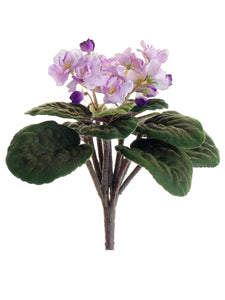 10.5" African Violet Bush  Lavender (pack of 12)