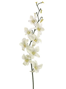 30" Dendrobium Orchid Spray x1 with 8 Flowers and 5 Buds Cream White (pack of 12)