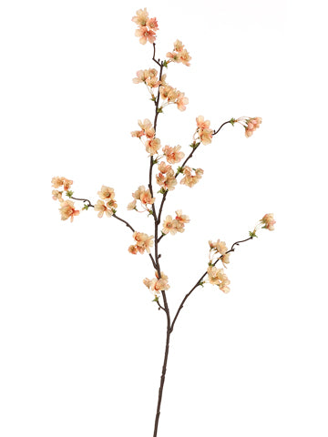 Apricot Peach