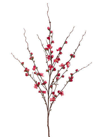 Cerise