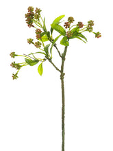 Load image into Gallery viewer, Coral Green