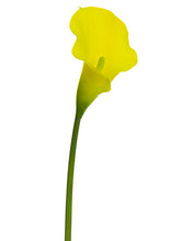 Load image into Gallery viewer, Yellow