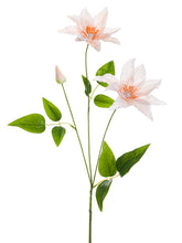 Load image into Gallery viewer, Blush