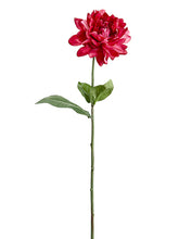 Load image into Gallery viewer, Beauty