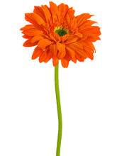 Load image into Gallery viewer, Orange