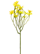 Load image into Gallery viewer, Two Tone Yellow