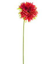 Load image into Gallery viewer, Watermelon