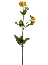 Load image into Gallery viewer, Soft Yellow