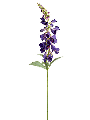 Eggplant