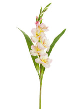 Load image into Gallery viewer, Pink Cream
