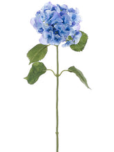 Load image into Gallery viewer, Delphinium