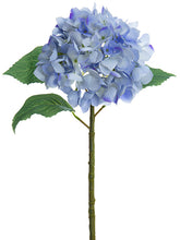 Load image into Gallery viewer, Delphinium Blue