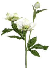Load image into Gallery viewer, Cream Green