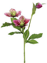 Load image into Gallery viewer, Orchid