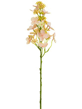 Load image into Gallery viewer, Blush