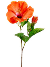 Load image into Gallery viewer, Papaya Beauty