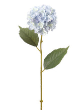 Load image into Gallery viewer, Delphinium Blue