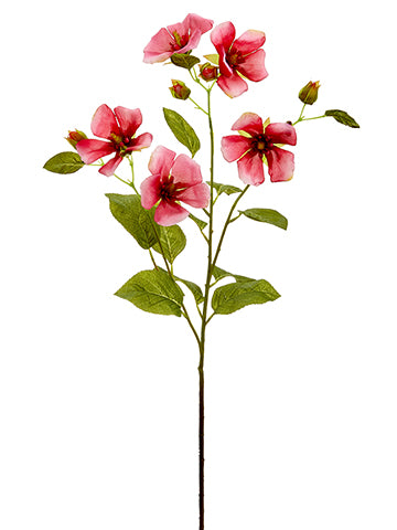 Cerise