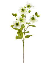 Load image into Gallery viewer, Cream Green
