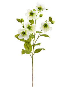 Cream Green