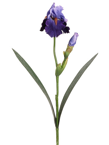 Purple Blue