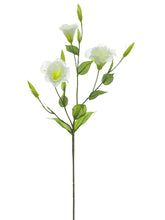 Load image into Gallery viewer, Cream White