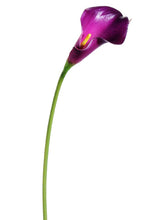 Load image into Gallery viewer, Eggplant