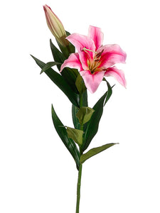 Rubrum