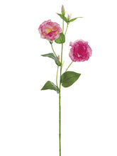Load image into Gallery viewer, Fuchsia
